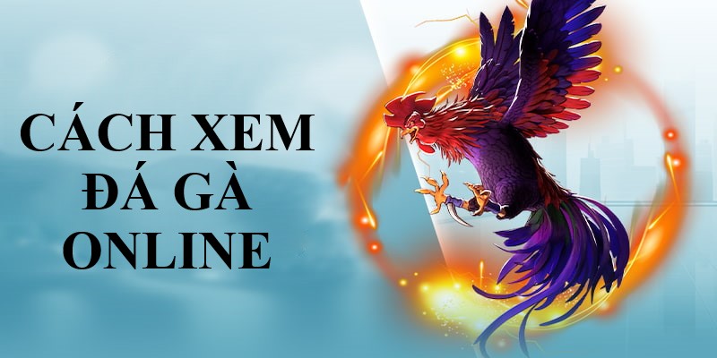 Cách Xem Đá Gà Online Tại Hệ Thống Cá Cược Của SHBET